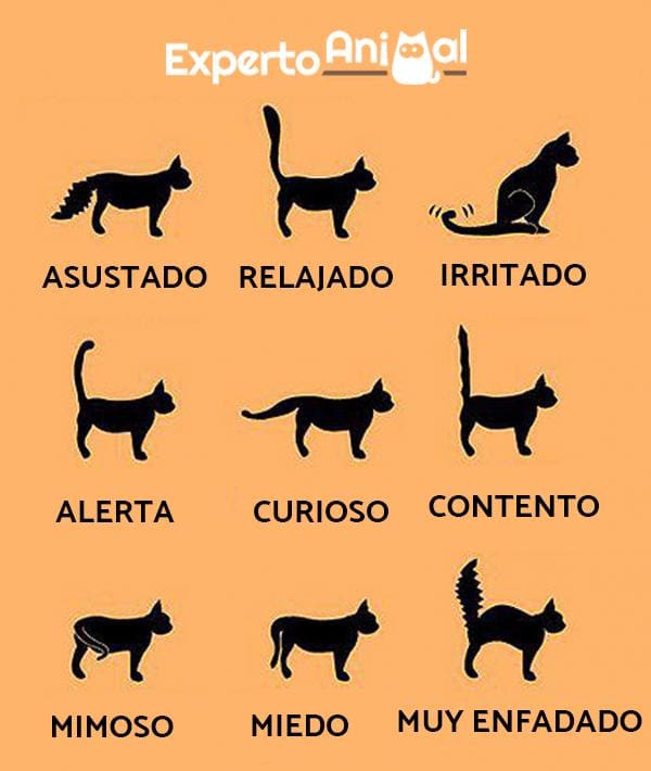 Entender El Lenguaje De Tu Gato Cuida A Tu Gato