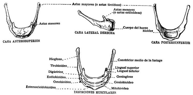 Hueso Hioides; Hueso Lingual