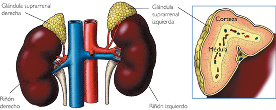 Gl Ndulas Suprarrenales Sistema General De Adaptaci N