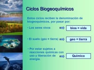 Ciclos biogeoquímicos qué son cuáles son todos y su importancia