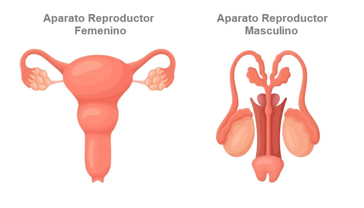 Top Imagenes De Los Aparatos Reproductores Masculino Y Femenino