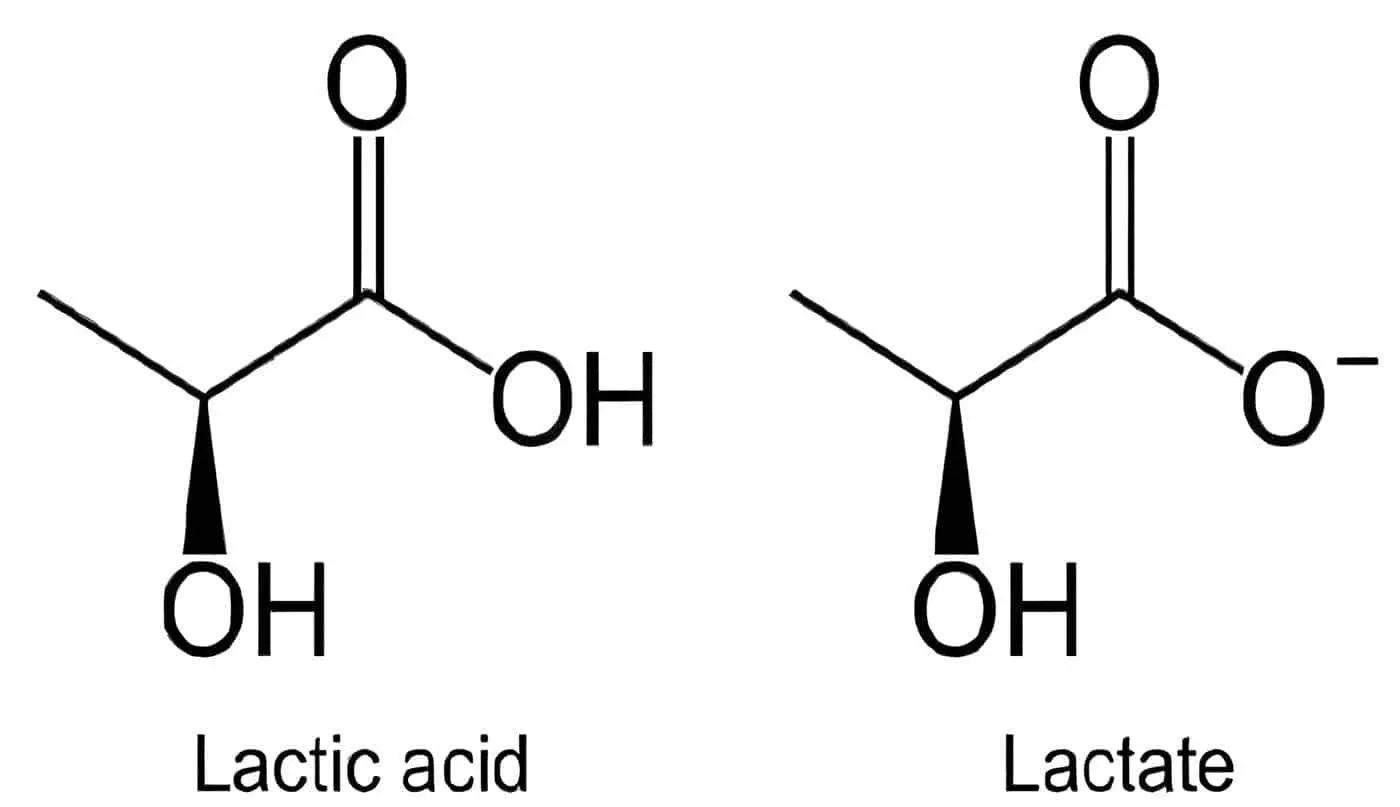 Acido Láctico - Lactato