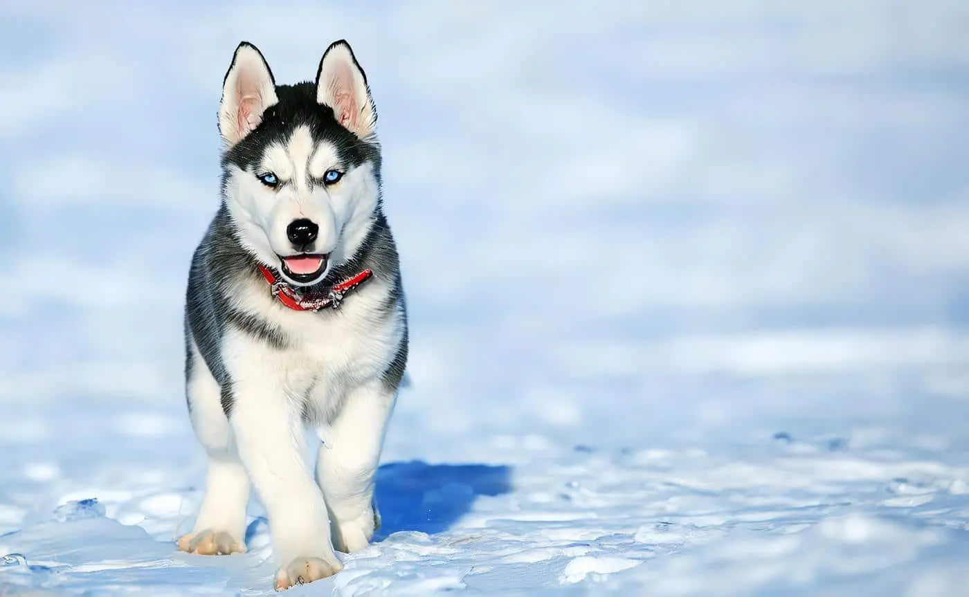 Husky Siberiano