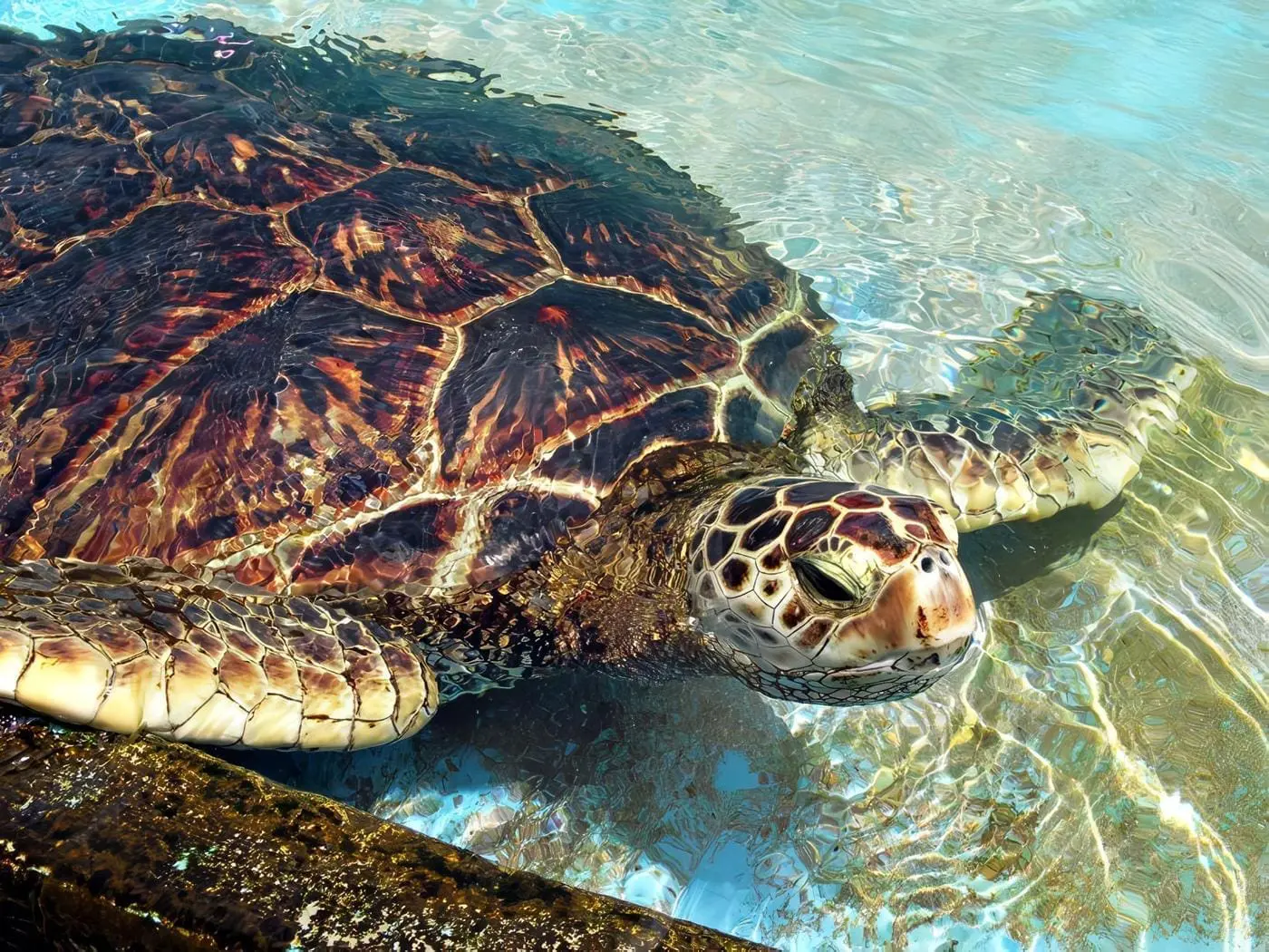 tortugas
