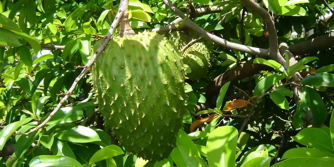 Cultivo-de-Guanabana