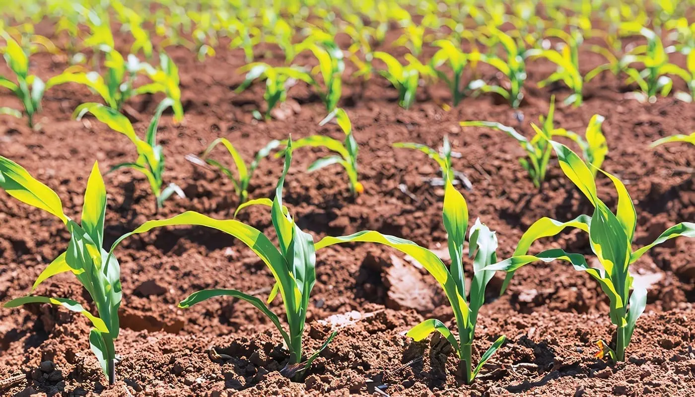 Fertilizantes en el Sector Agropecuario