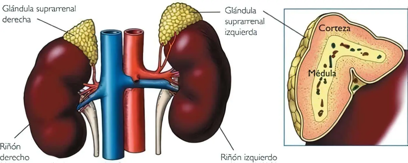 Medula Suprarrenal y Catecolaminas