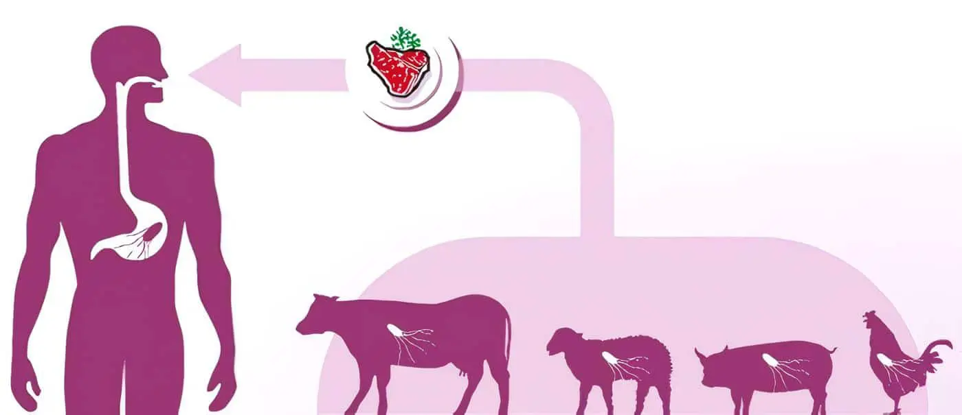 Transmisión de Salmonelosis
