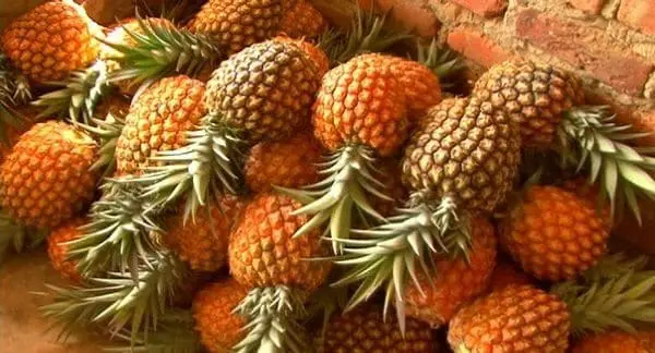 Cultivo-Pina