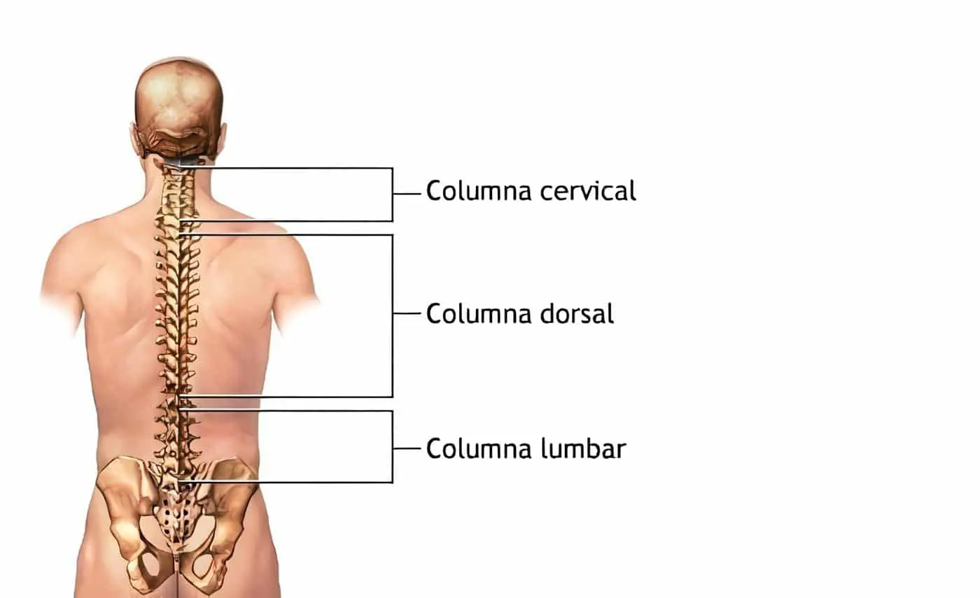 columna vertebral