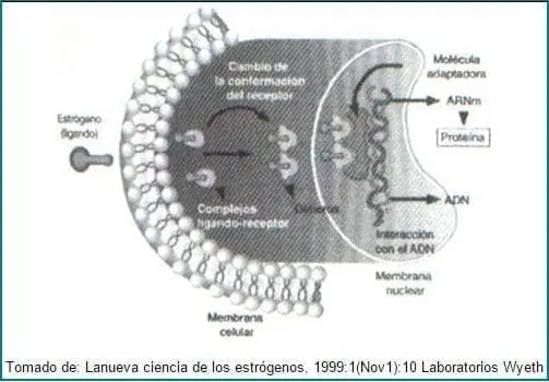 Mecanismo de acción del Receptor Estrogénico.