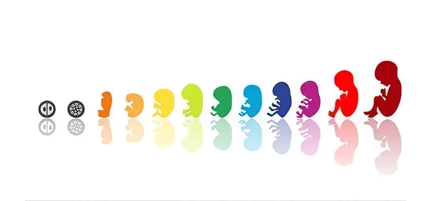 Crecimiento Fetal Durante el control Prenatal