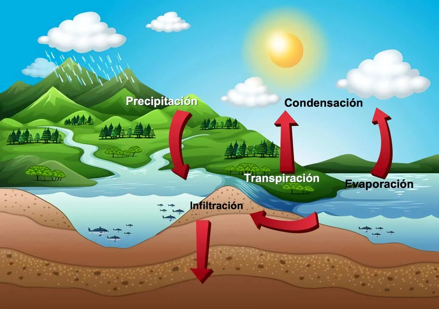 Ciclo del Agua