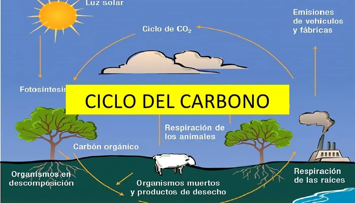 Ciclo del Carbono