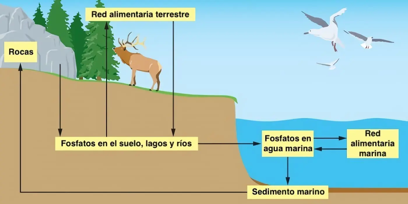 Ciclo del Fósforo