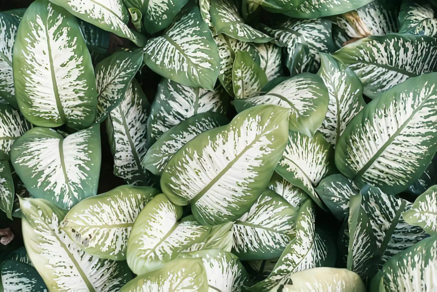 Plantas Tóxicas