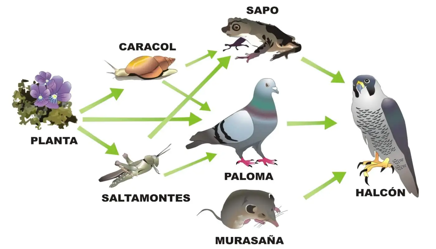 cadena trófica - red trófica