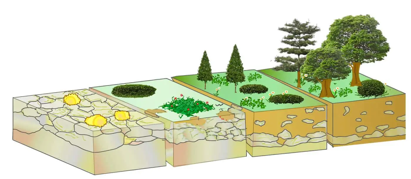 Sucesión Ecológica