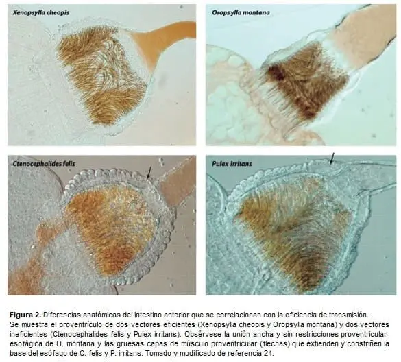 Eficiencia de transmisión - Tercera Pandemia Eficiencia de transmisión - Tercera Pandemia