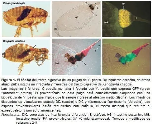 Hábitat del tracto digestivo de las pulgas de Y. pestis Hábitat del tracto digestivo de las pulgas de Y. pestis