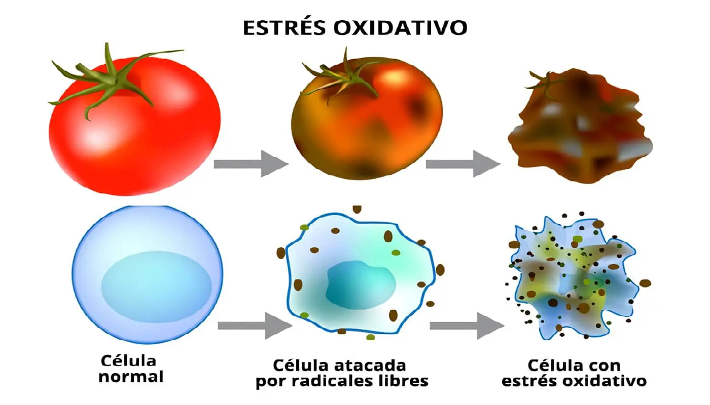 Estrés Oxidativo