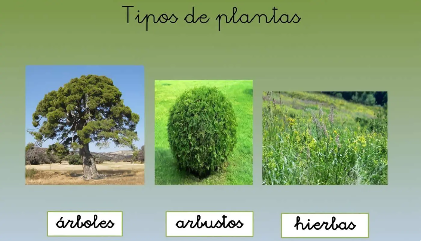 tipos de Plantas