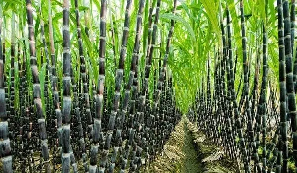 Cultivo de la Caña de Azúcar