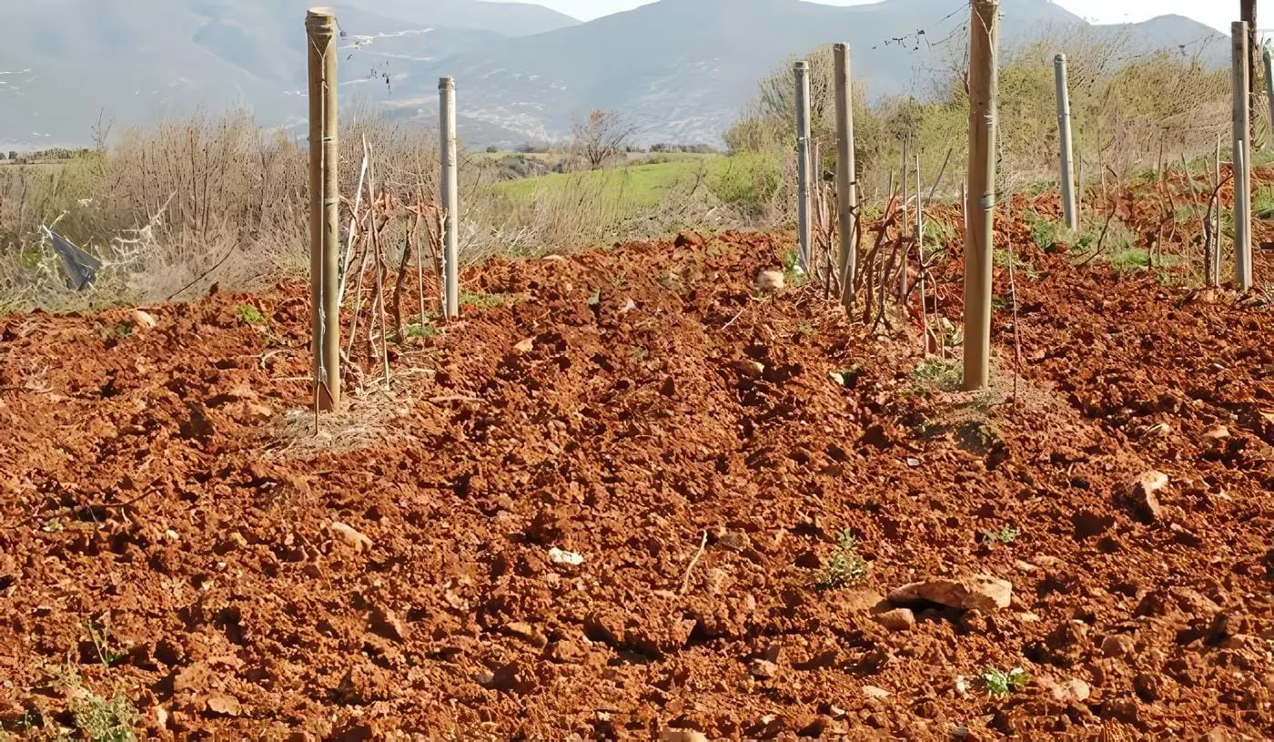 Suelos Calizos