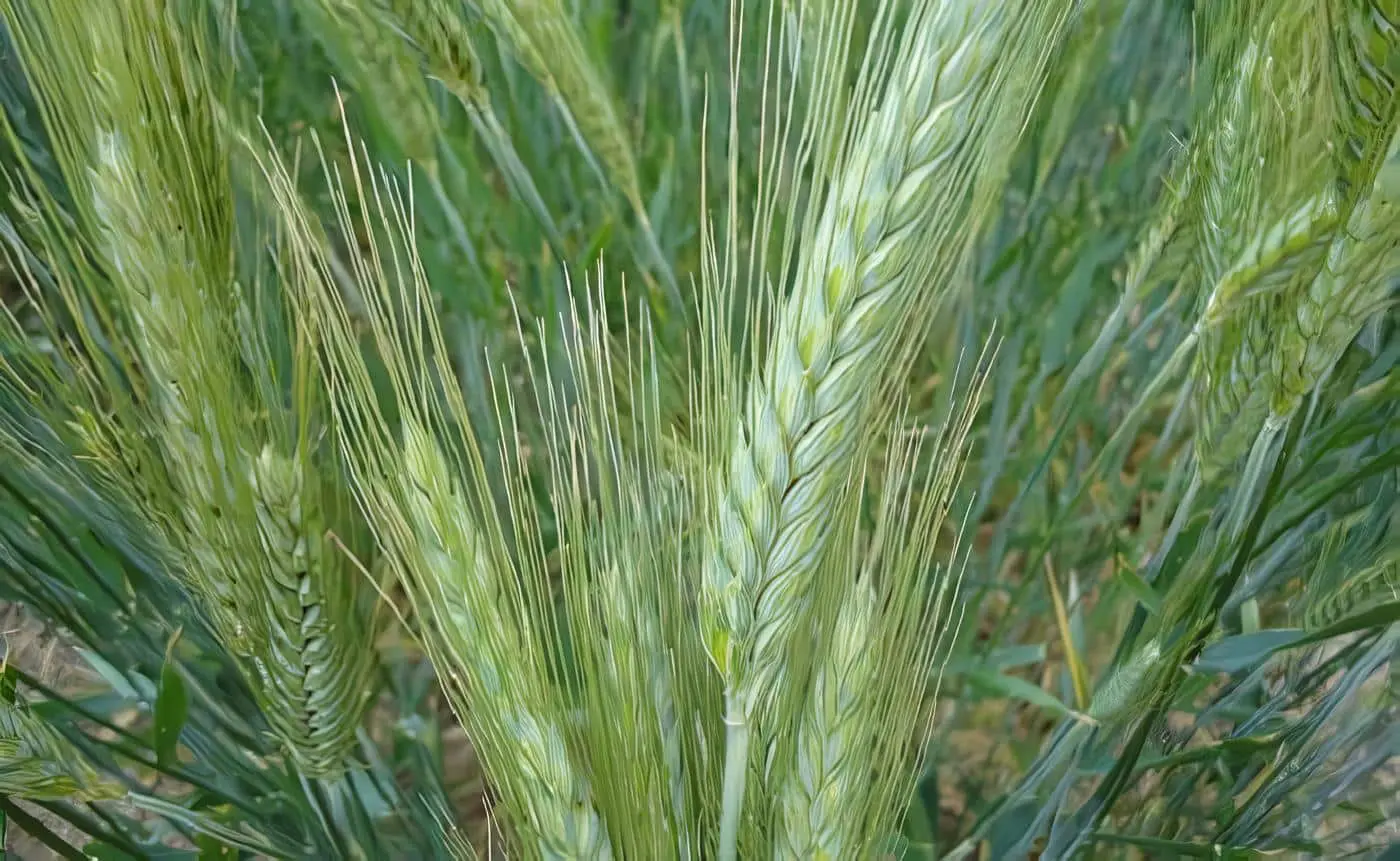 Cultivo de Centeno