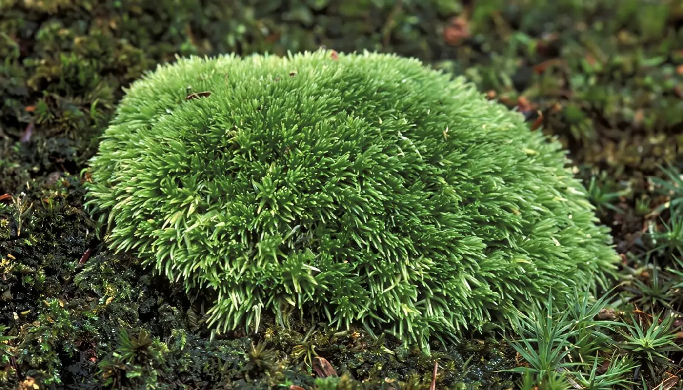Plantas No Vasculares
