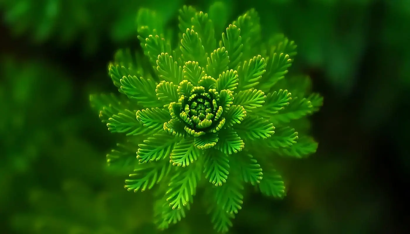 Plantas sin Semillas