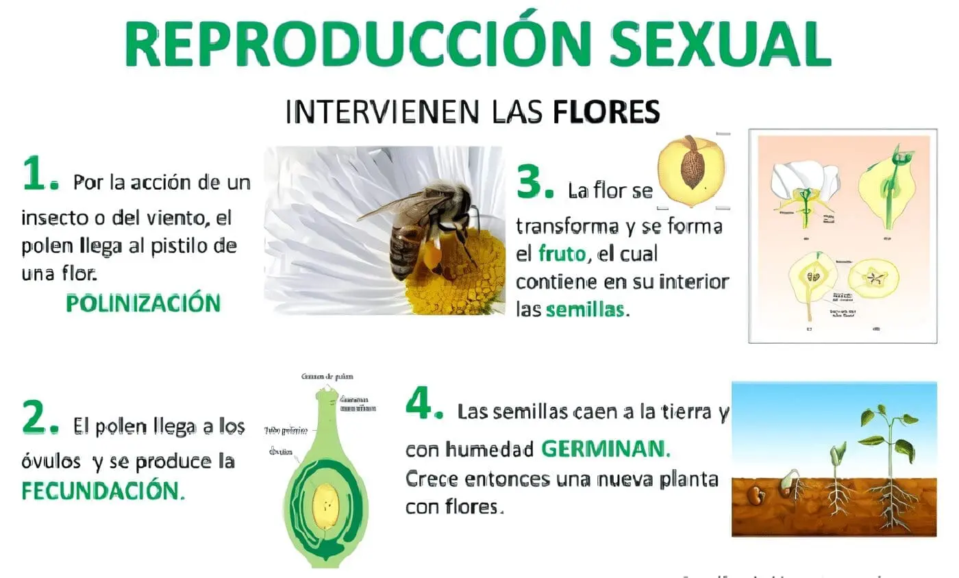 Reproducción Sexual de las Plantas