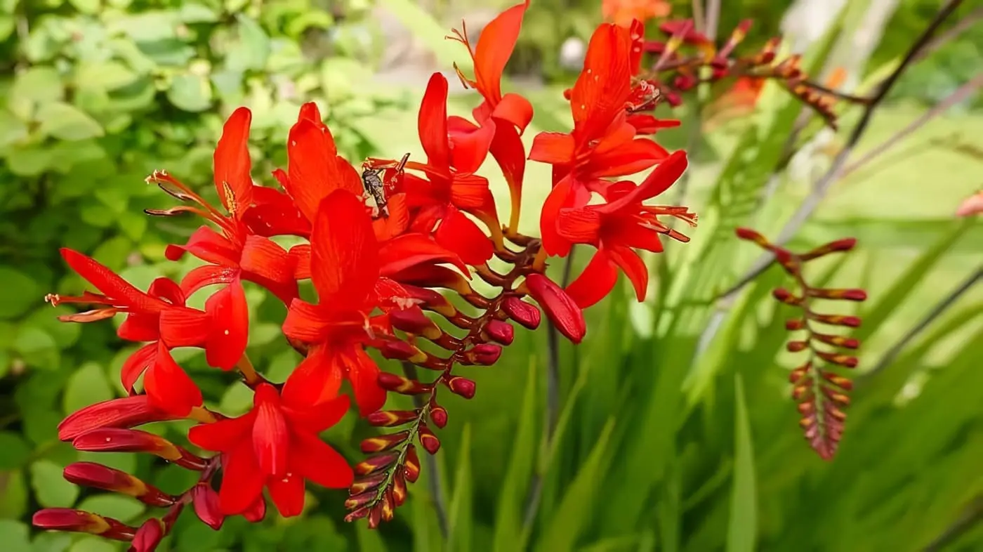 Plantas Monocotiledóneas