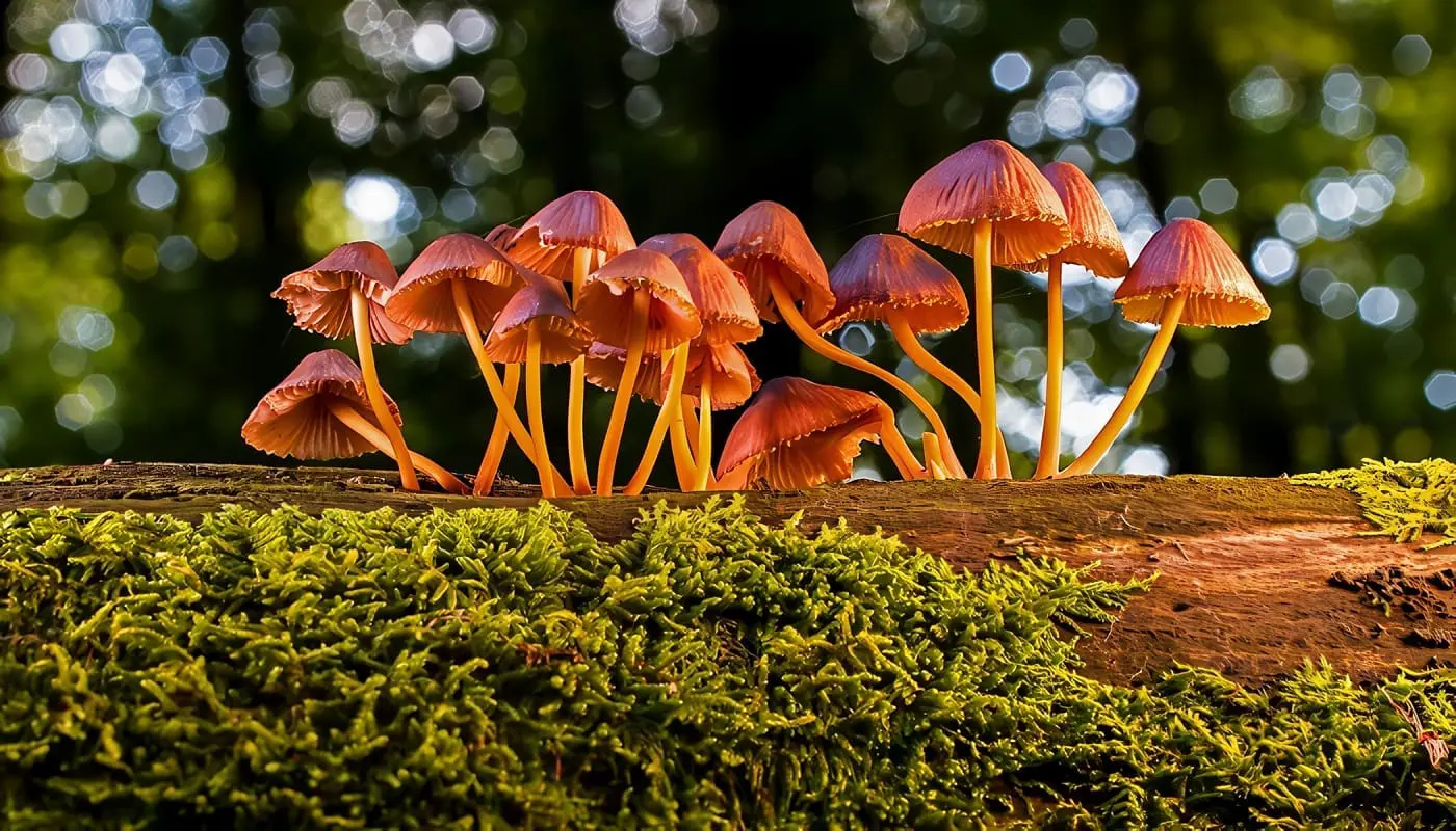 Reino Fungi