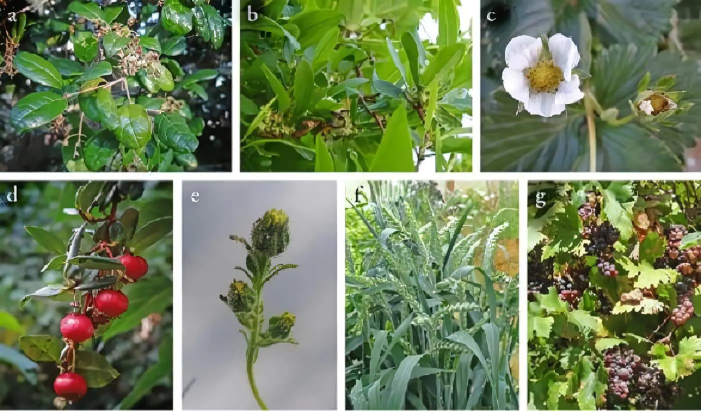 Plantas Alimenticias