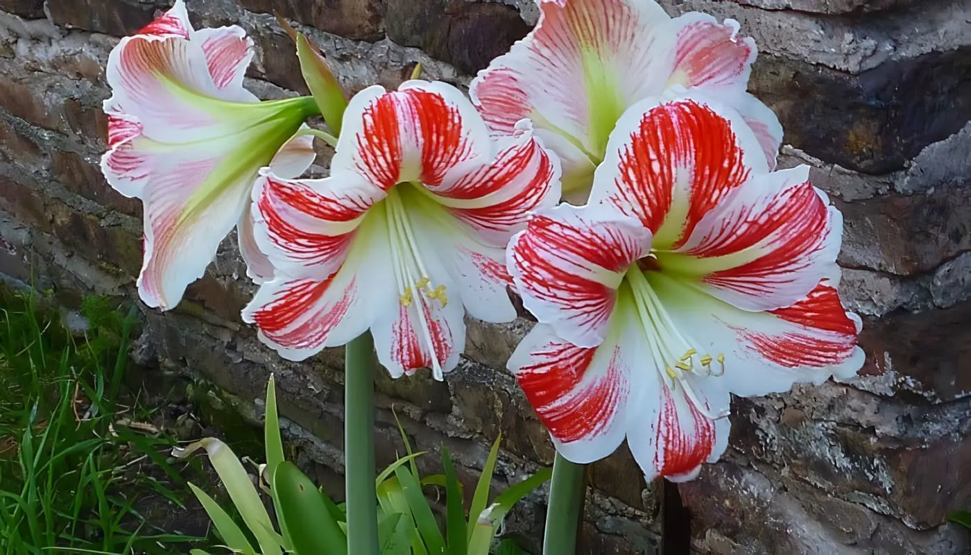 Plantas Bulbosas