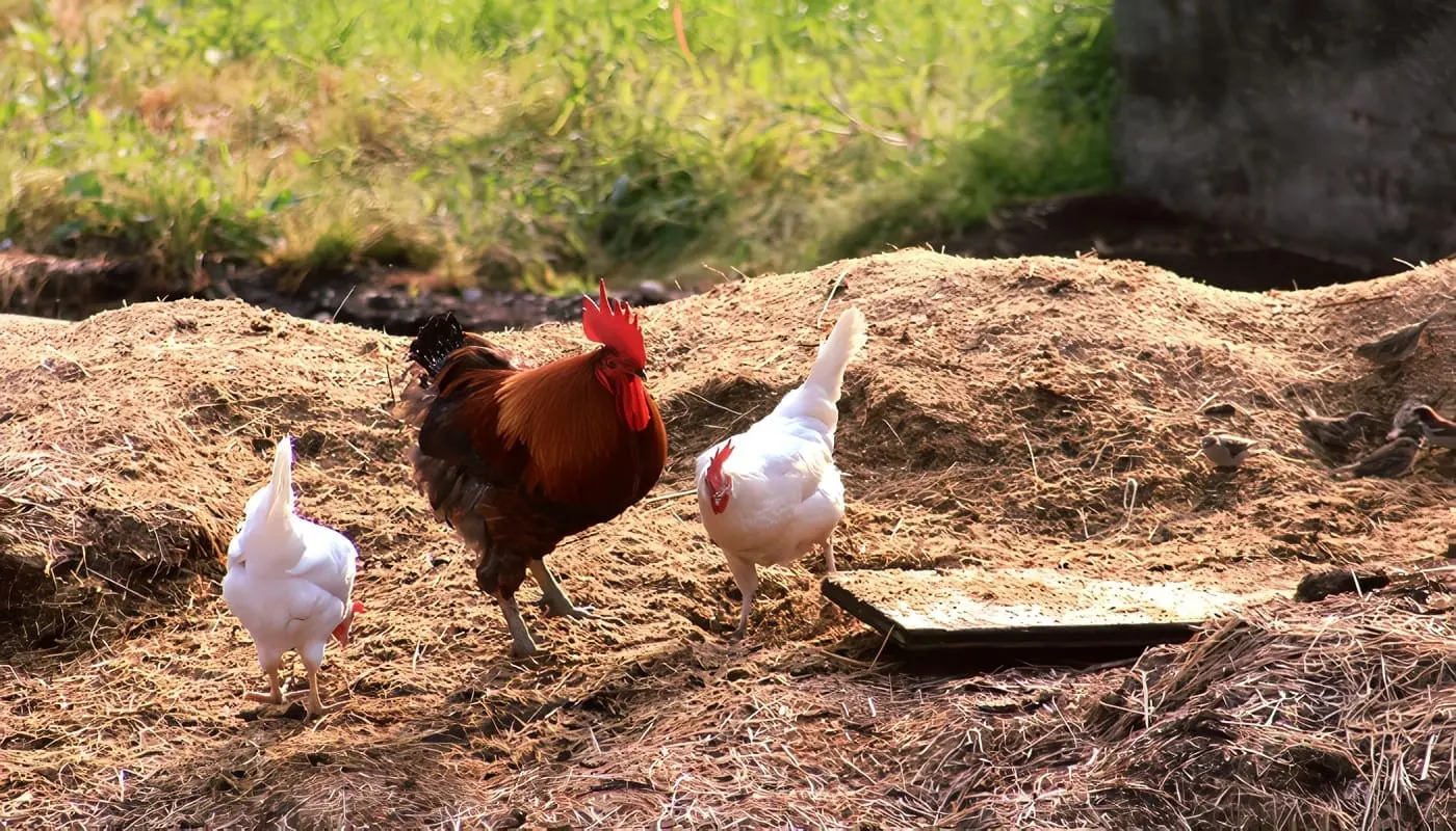 Gallinaza