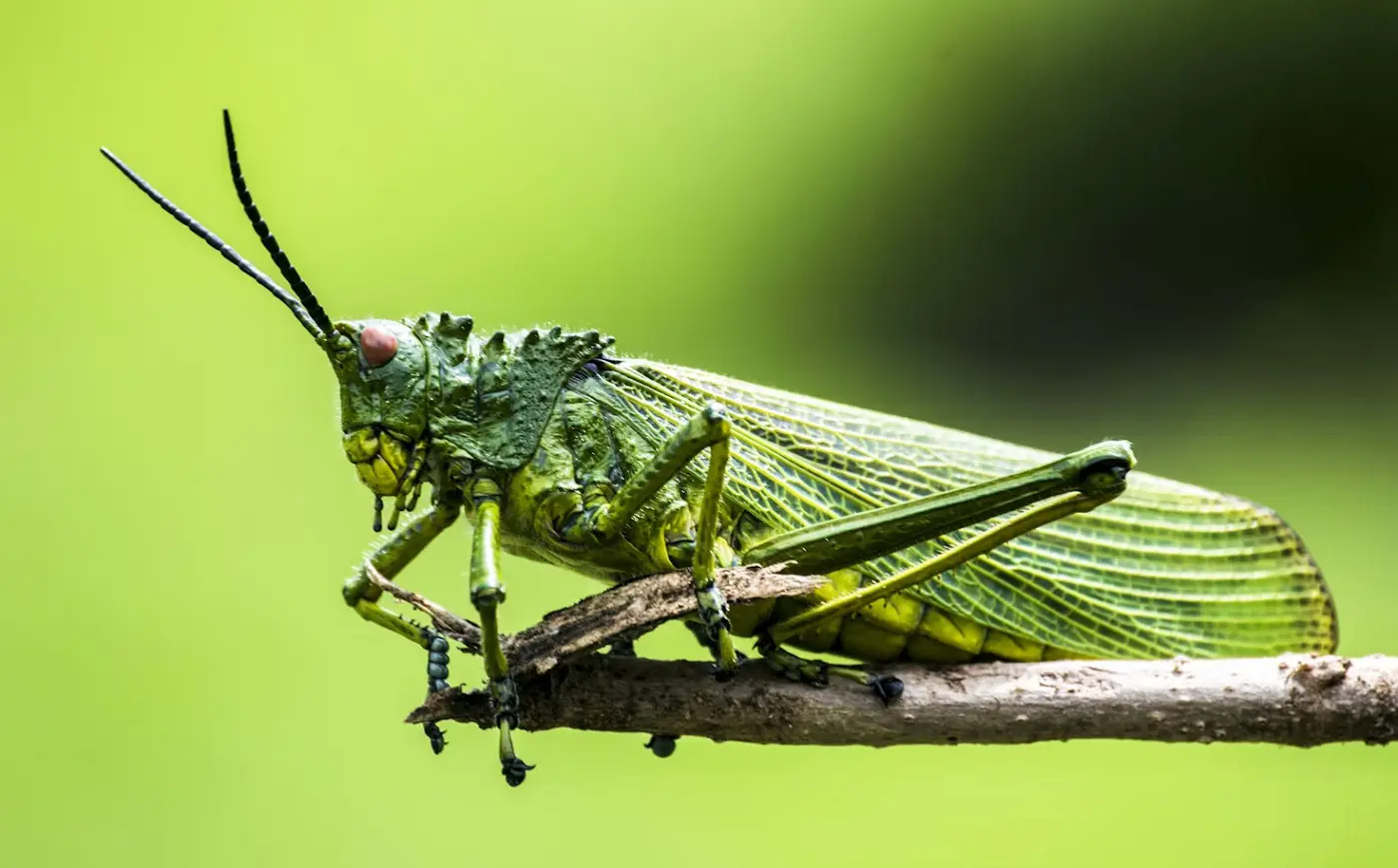 Conservacion de los Insectos