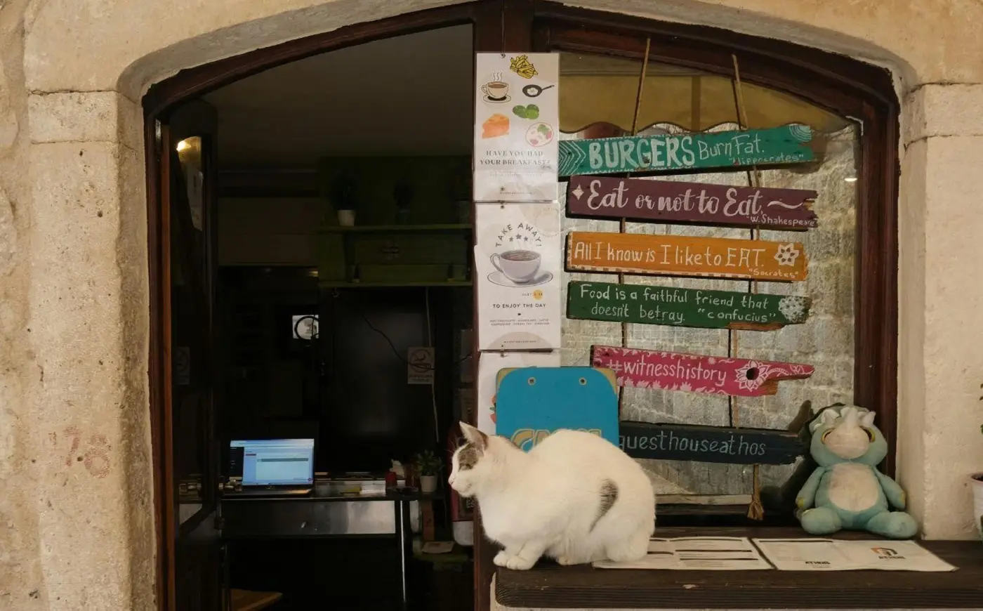 Comida para gatos Optimum