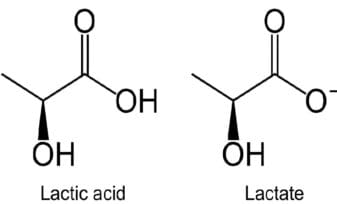 Acido Láctico - Lactato