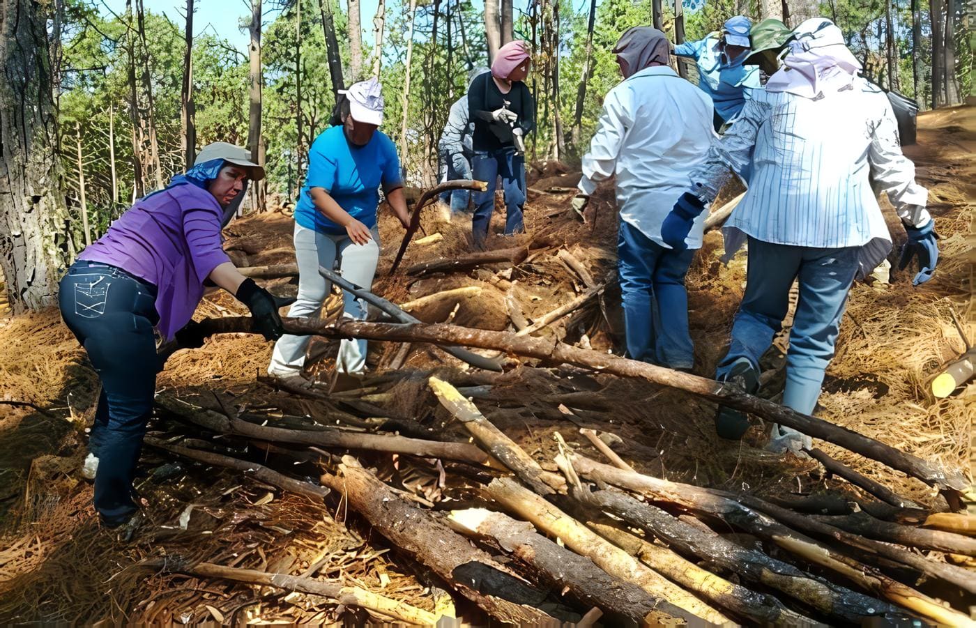 Permisos para el Aprovechamiento Forestal – Decreto 1014 82