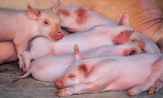 Ocurrencia de una Epidemia en Cerdos debida a Microsporum canis