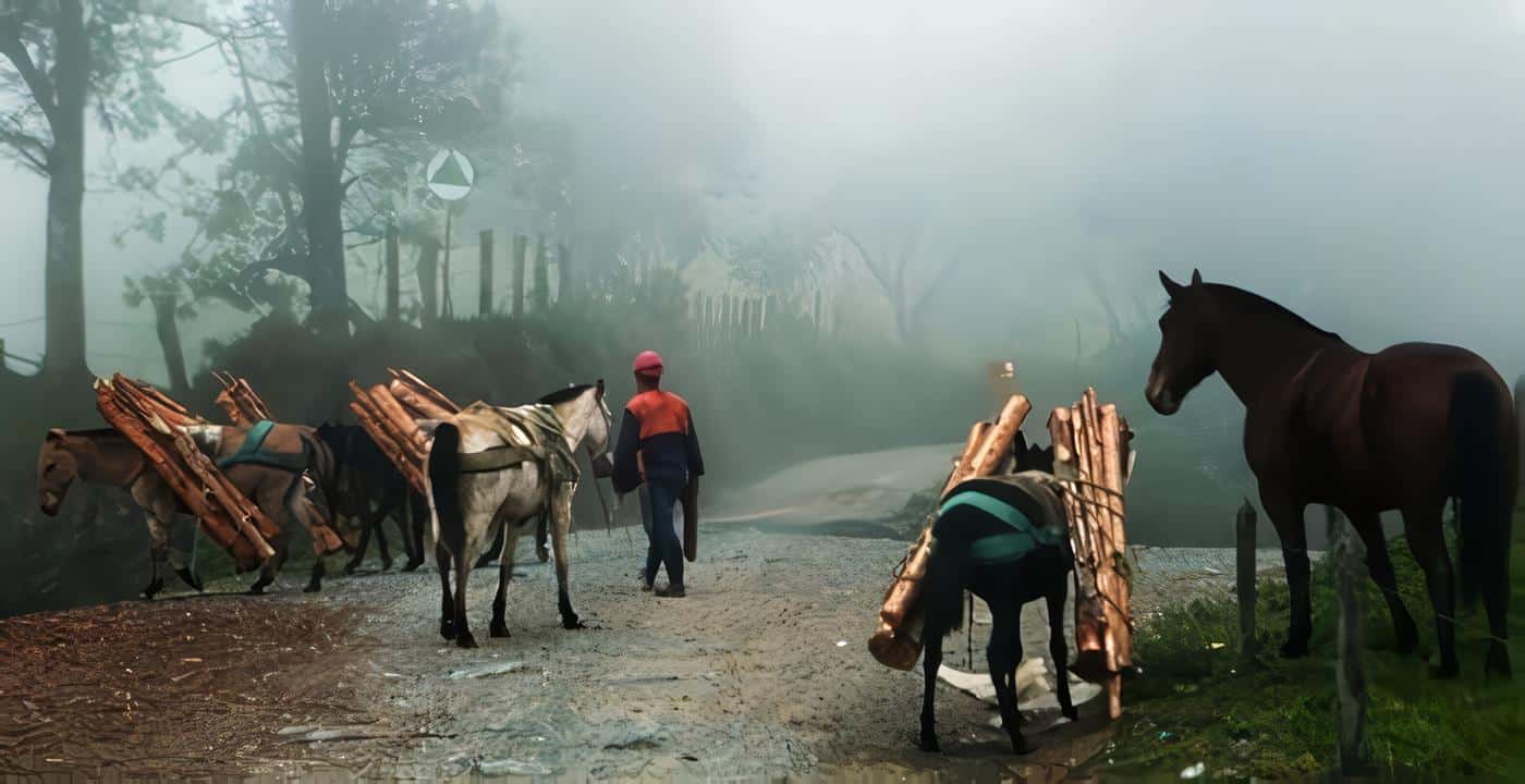 Definición del Aprovechamiento Forestal para algunas Especies Maderables – Acuerdo 029 76