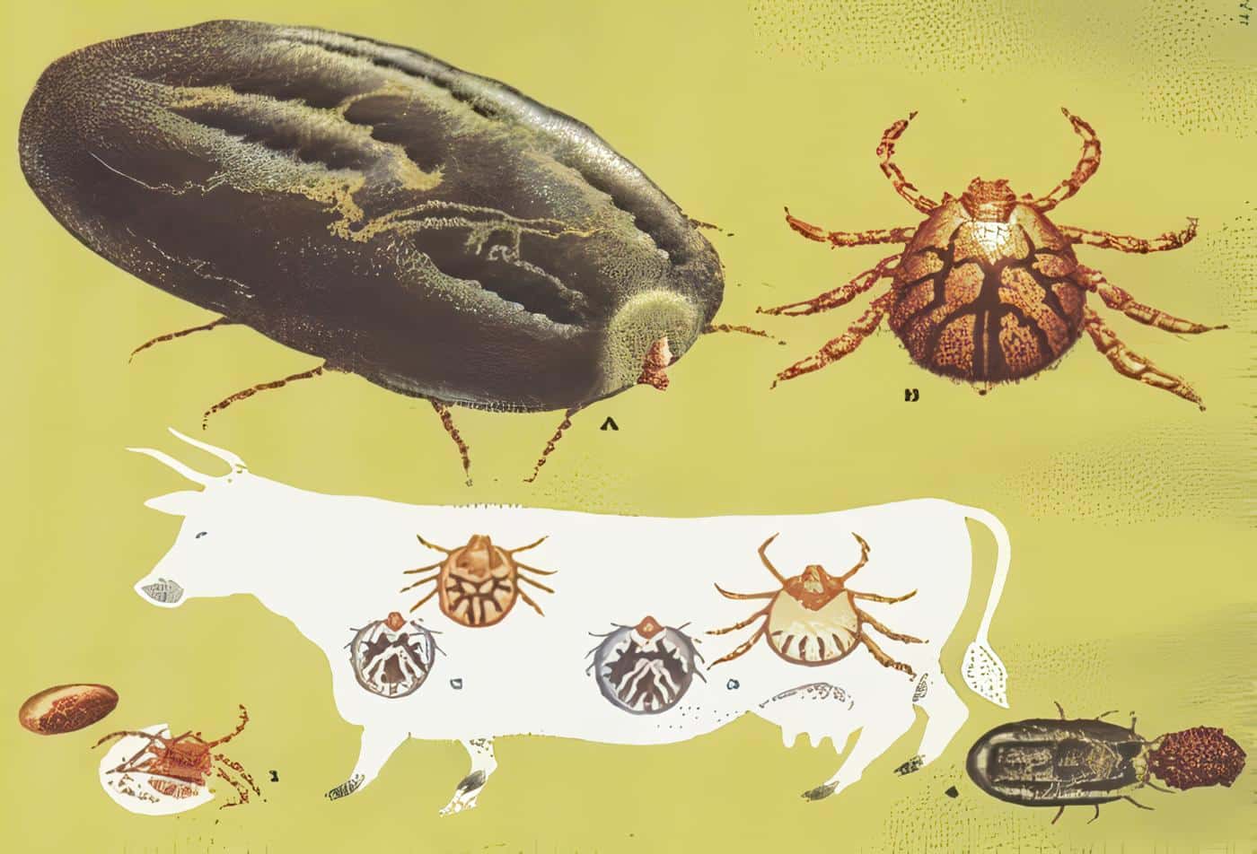 Niveles de Infestacion por la Garrapata Boophilus Microplus