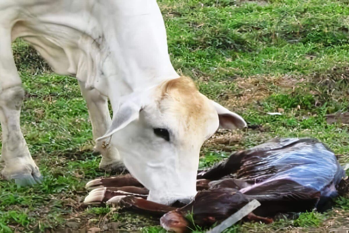 Leptospirosis en Bovinos del Trópico Alto de la Zona Central Cafetera