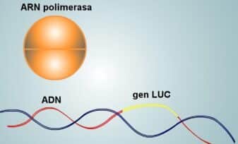 Reacción en Cadena por la Polimerasa (PCR)