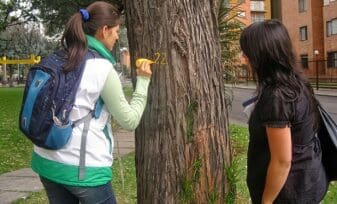 Competencias en Materia de Arborización y manejo Silviculturales en el Espacio Público – Decreto 0984 98