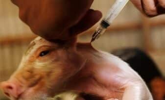 Vacunas de Peste Porcina Clásica producidas en Células