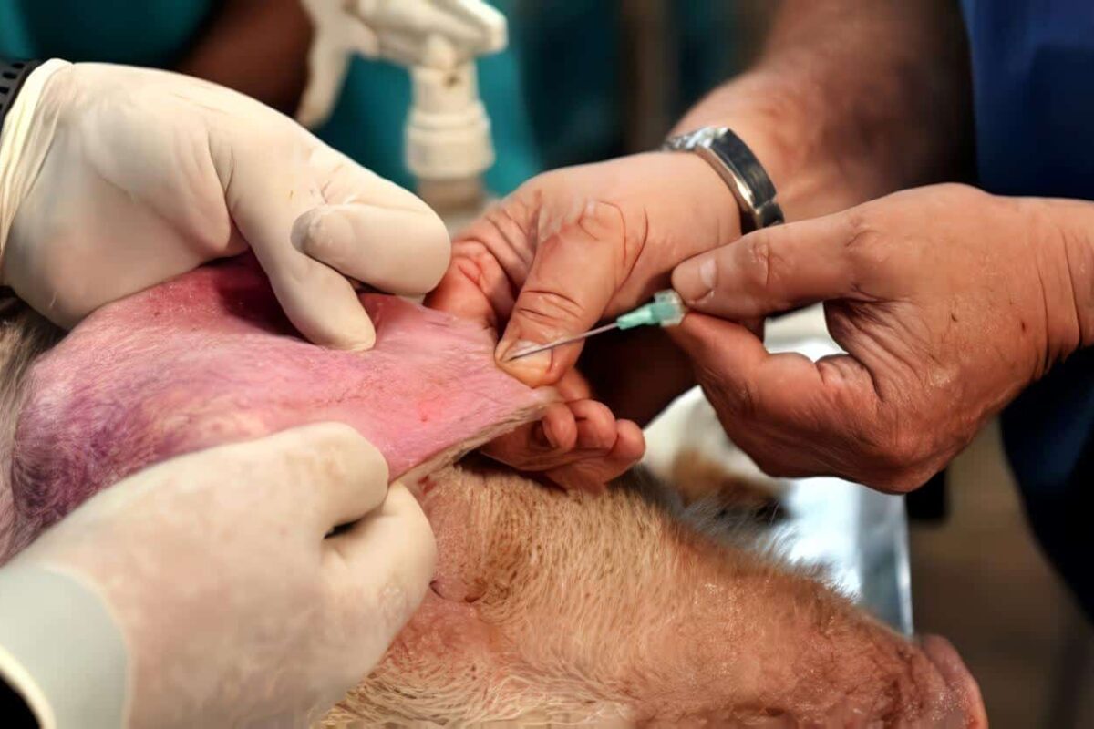 Vacunas de Peste Porcina Clásica producidas en Células, Resultados