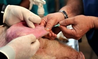 Vacunas de Peste Porcina Clásica producidas en Células, Resultados